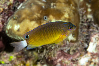 Pomacentrus bankanensis (Speckled Damsel)