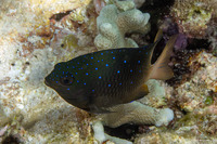 Plectroglyphidodon lacrymatus (Jewel Damsel)