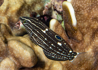 Halichoeres marginatus (Dusky Wrasse)