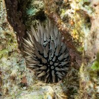 Echinometra mathaei (Rock-Boring Urchin)
