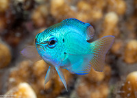 Chrysiptera cyanea (Sapphire Damsel)