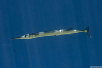 Tylosurus crocodilus (Houndfish)