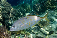 Carangoides bajad (Orange-Spotted Trevally)