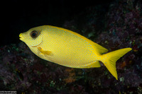Siganus corallinus (Coral Rabbitfish)