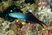 Ptereleotris evides (Twotone Dartfish)