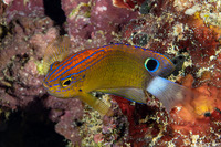 Pomacentrus bankanensis (Speckled Damsel)