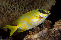 Siganus puellus (Masked Rabbitfish)