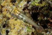Ecsenius yaeyamaensis (Yaeyama Coralblenny)