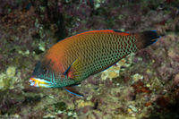 Pseudodax moluccanus (Chiseltooth Wrasse)