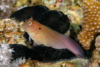 Cirripectes auritus (Eared Blenny)