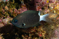 Chromis margaritifer (Bicolor Chromis)