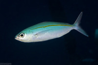 Pterocaesio tessellata (Narrowstripe Fusilier)