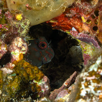 Cirripectes springeri (Springer's Blenny)
