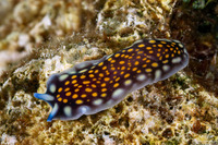 Pseudoceros lindae (Linda's Flatworm)
