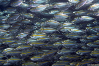 Selar boops (Oxeye Scad)