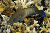 Cephalopholis microprion (Freckled Grouper)