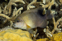 Stegastes punctatus (Bluntsnout Gregory)