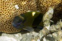 Dischistodus chrysopoecilus (White-Spot Damsel)