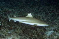 Carcharhinus melanopterus (Blacktip Reef Shark)