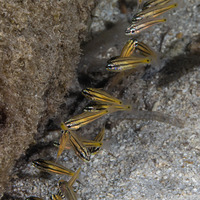 Cheilodipterus quinquelineatus (Fivelined Cardinalfish)