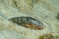 Mitra papalis (Papal Mitre)