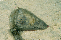 Conus litteratus (Lettered Cone)