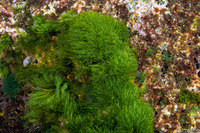 Chlorodesmis fastigiata (Turtle Weed)