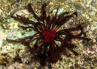 Himerometra robustipinna (Robust Feather Star)
