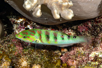 Thalassoma hardwicke (Sixbar Wrasse)