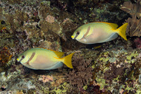 Siganus doliatus (Barred Rabbitfish)