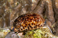 Mauritia arabica (Arabian Cowry)