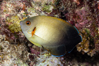 Centropyge vroliki (Pearl-Scaled Angelfish)