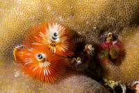 Spirobranchus sp.1 (Christmas Tree Worm)