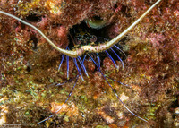 Panulirus versicolor (Painted Spiny Lobster)