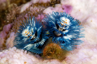 Spirobranchus sp.1 (Christmas Tree Worm)