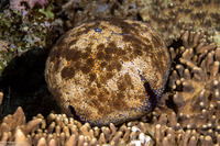 Culcita novaeguineae (Cushion Star)