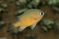 Chromis lepidolepis (Scaly Chromis)
