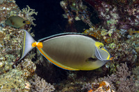 Naso lituratus (Orangespine Unicornfish)