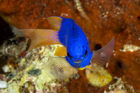 Pomacentrus coelestis (Neon Damsel)