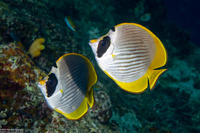 Chaetodon adiergastos (Panda Butterflyfish)
