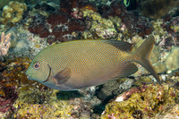 Siganus punctatus (Gold-Spotted Rabbitfish)