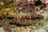 Pinctada margaritifera (Pacific Pearl Oyster)