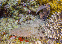 Eucrossorhinus dasypogon (Tasselled Wobbegong)
