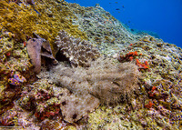 Eucrossorhinus dasypogon (Tasselled Wobbegong)