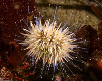 Strongylocentrotus purpuratus (Purple Sea Urchin)