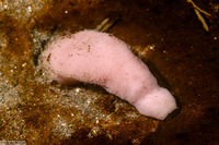 Urechis caupo (Fat Innkeeper Worm)