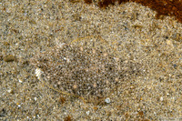 Citharichthys stigmaeus (Speckled Sanddab)