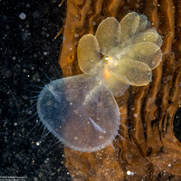 Melibe leonina (Lion's Mane Nudibranch)