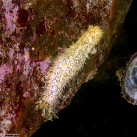 Cucumaria piperata (Peppered Sea Cucumber)