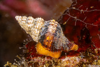 Hesperaptyxis luteopictus (Painted Spindle)